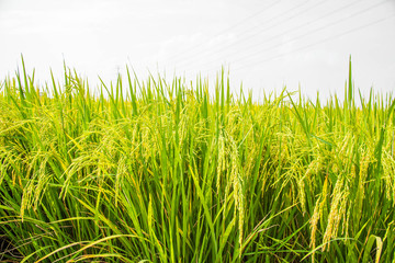 Rice, the main food of man Green rice