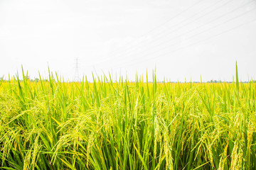 Rice, the main food of man Green rice