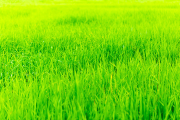 Rice, the main food of man Green rice