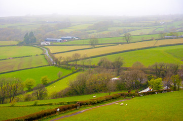 A foggy green farmland