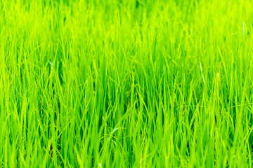 Obraz premium Rice, the main food of man Green rice