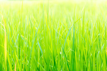 Rice, the main food of man Green rice