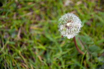 Dandelion on the grass meadow