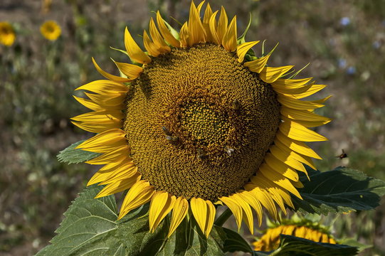 Close-up of one blossom sunflower or Helianthus annuus growing in sunflower field, Bailovo village,  Bulgaria 