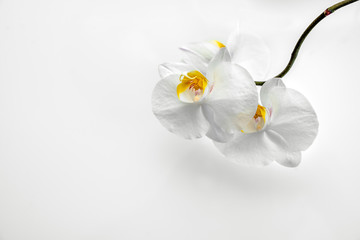 Branch of a white orchid lies on a white glass 