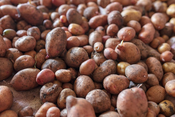 Potato harvest in the cellar as a background