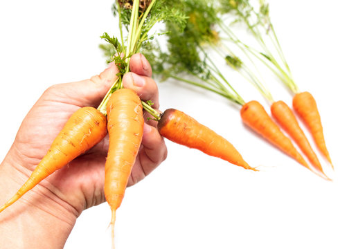 Fresh carrots in a hand on a white background