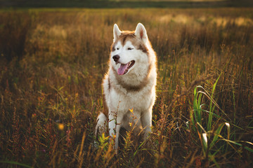Profile portrait of beautiful siberian husky dog with brown eyes sitting in the field at golden sunset in fall