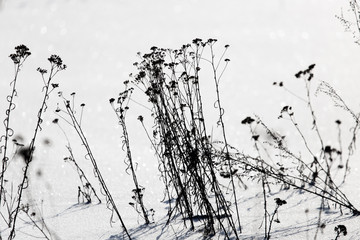 Dry grass in the snow in winter