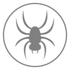 Spider icon. Vector.
