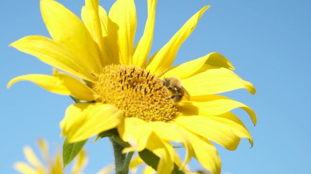 Sunflower rocking in the wind with a bumblebee foraging
