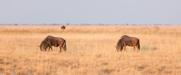 Blue wildebeast is the Makgadikgadi