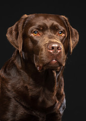 Labrador Dog on Isolated Black Background in studio