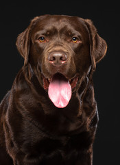 Fototapeta premium Labrador Dog on Isolated Black Background in studio
