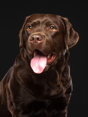 Labrador Dog on Isolated Black Background in studio