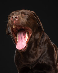 Labrador Dog on Isolated Black Background in studio
