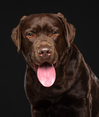 Fototapeta premium Labrador Dog on Isolated Black Background in studio