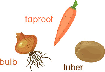 Three different types of root vegetables isolated on white background