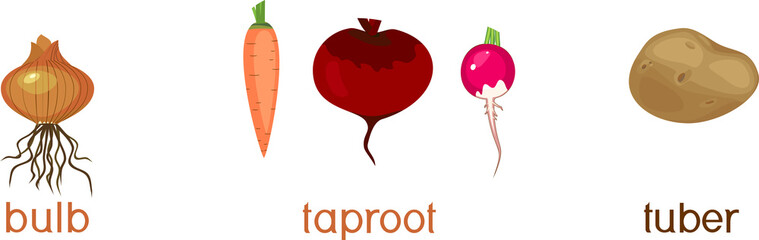 Three different types of root vegetables isolated on white background