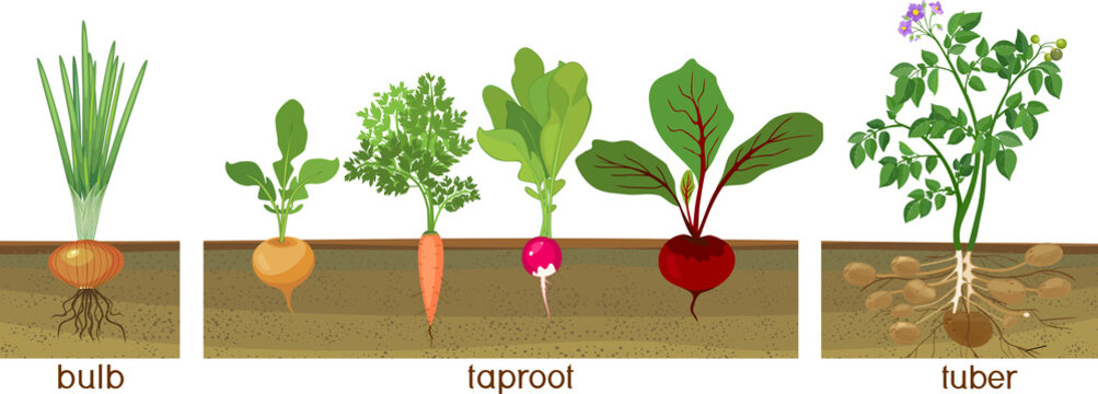 Three different types of root vegetables growing on vegetable patch. Plants showing root structure below ground level