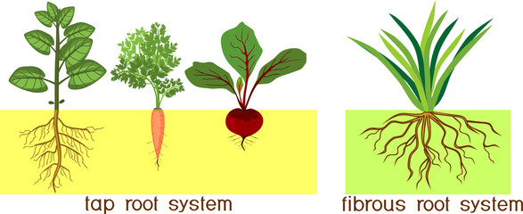 Plants with different types of root systems: tap and fibrous root systems - obrazy, fototapety, plakaty