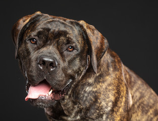 Boerboel Dog  Isolated  on Grey Background in studio