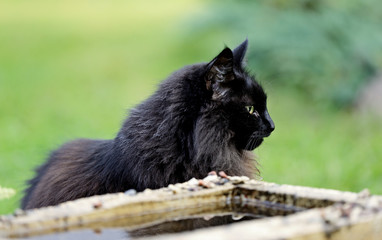 Old type profile line of a norwegian forest cat
