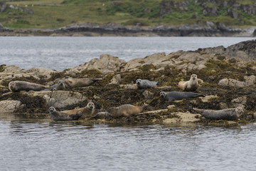 Seals resting on rocks on the shoreline of the Isle of Muck, a small island in the Inner Hebrides of Scotland