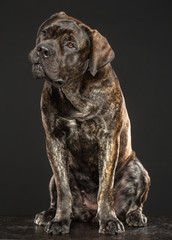 Naklejka premium Boerboel Dog Isolated on Grey Background in studio