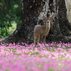 Deer in the flower field at Kradad island, eastern Thailand. 