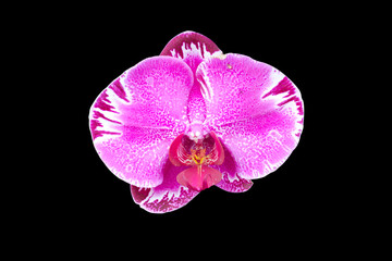 Beautiful pink orchid flower isolated on black background