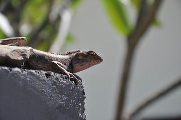 gros plan lézard