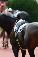 race horse on paddock in Japan