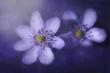 Nahaufnahme Leberblümchen
