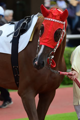 race horse on paddock in Japan