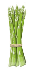 Obraz premium Asparagus vegetable stem isolated on white.