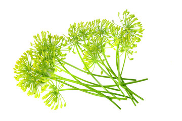 fresh dill flower isolated on white background