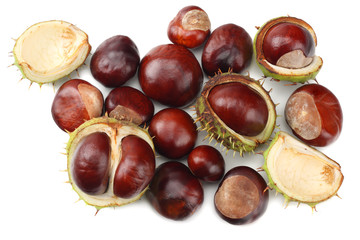chestnuts isolated on white background. top view
