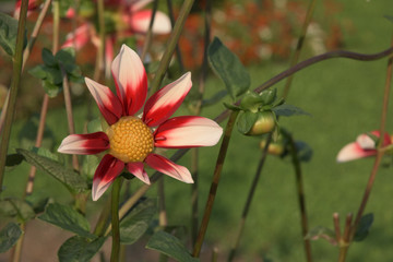 Sommerblume