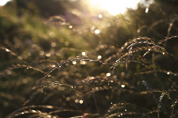 Grass at sunset. Raindrops on the grass