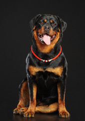 Rottweiler Dog  Isolated  on Black Background in studio