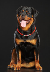 Obraz premium Rottweiler Dog Isolated on Black Background in studio