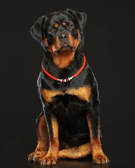 Rottweiler Dog  Isolated  on Black Background in studio