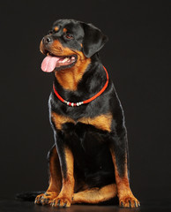 Rottweiler Dog  Isolated  on Black Background in studio