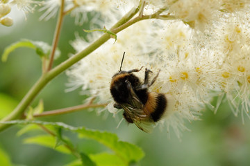 Bumble Bee on a flower close up