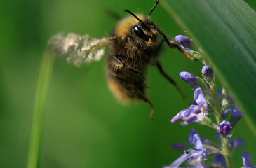 Bumble Bee on a flower close up