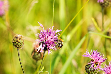 Bumble Bee on a flower close up