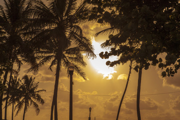 Sunset Palms in Miami Beach, florida, USA