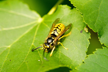 Wasp on a leaf close up