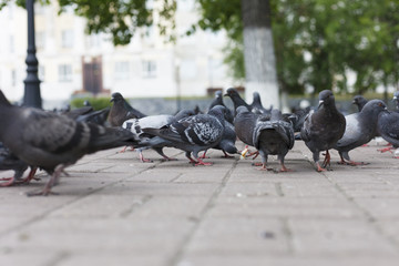 Pigeons in the park in the summer. Pigeons peck food